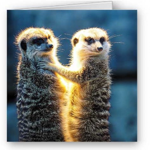 Meerkats