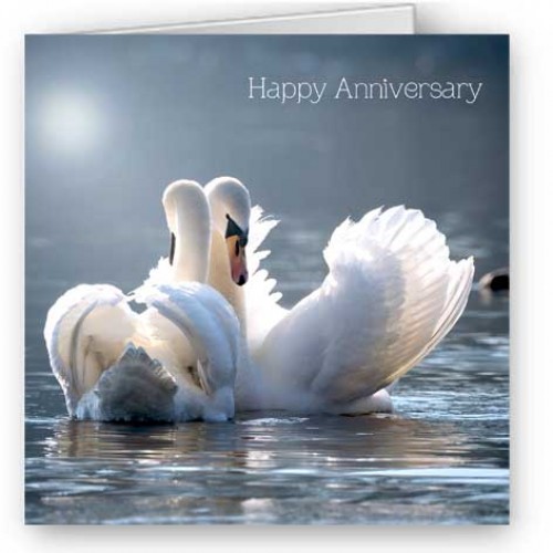 Anniversary Swans