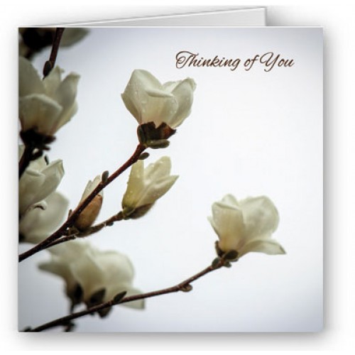 Magnolia