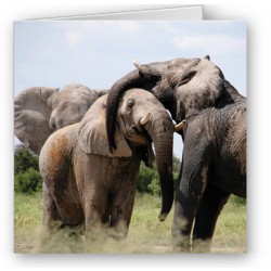 Elephants