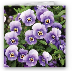 Viola