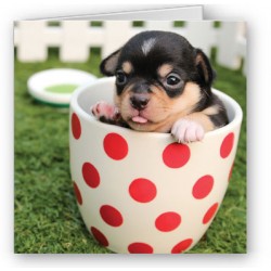 Cup-A-Pup