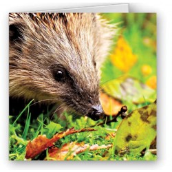 Hedgehog