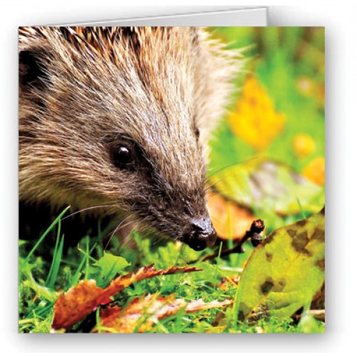 Hedgehog