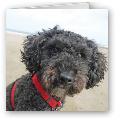 Poodle