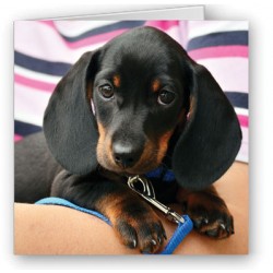 Dachshund
