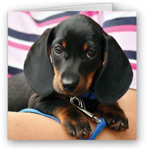 Dachshund