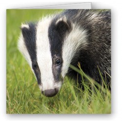 Badger