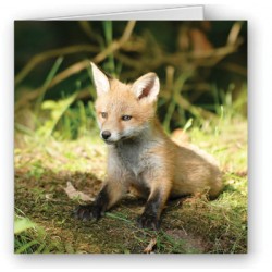 Fox Cub