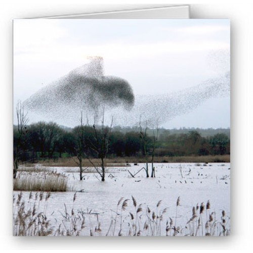 Murmurations Of Starlings - Somerset Levels