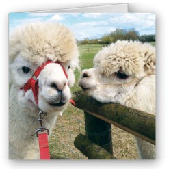 Alpacca