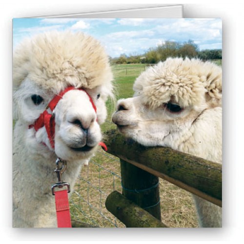 Alpacca