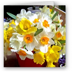 Daffs