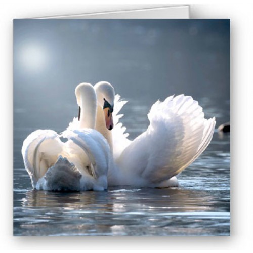 Swans