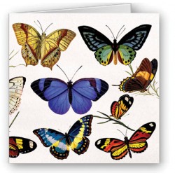 Butterflies