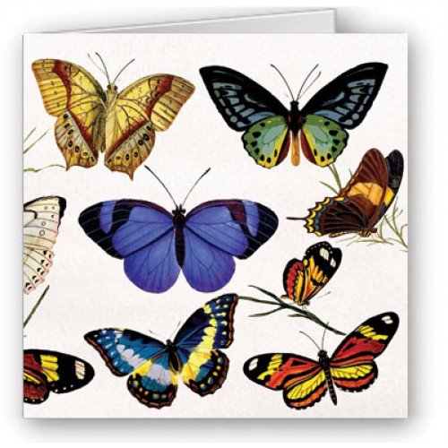 Butterflies