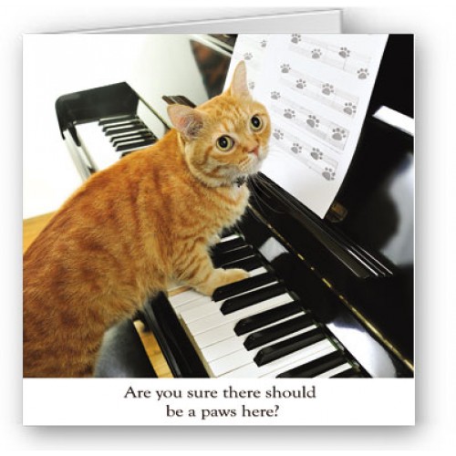 Paws here