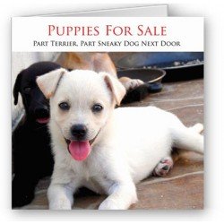 Puppies for sale