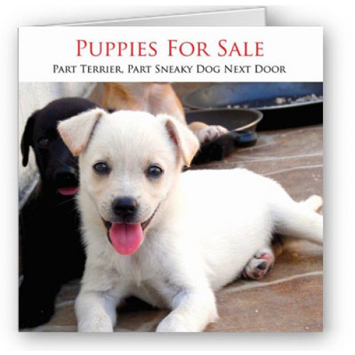 Puppies for sale