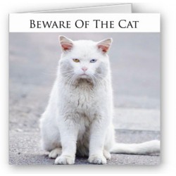 Beware of the cat