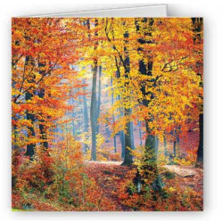 Autumn Colours