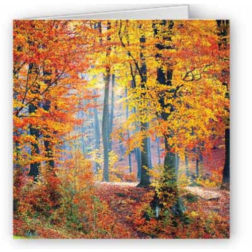 Autumn Colours