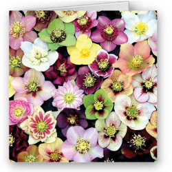 Hellebores
