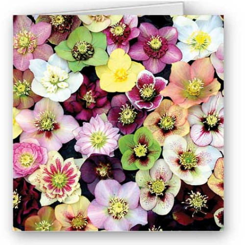 Hellebores