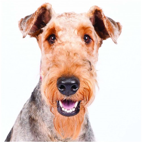 Airedale