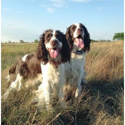 Twin Spaniels