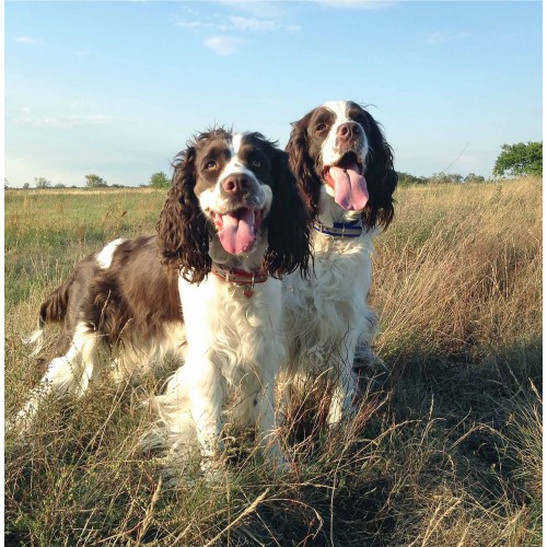 Twin Spaniels