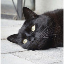 Black Cat