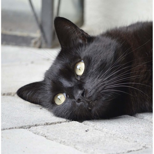 Black Cat