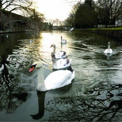 Six Winter Swans