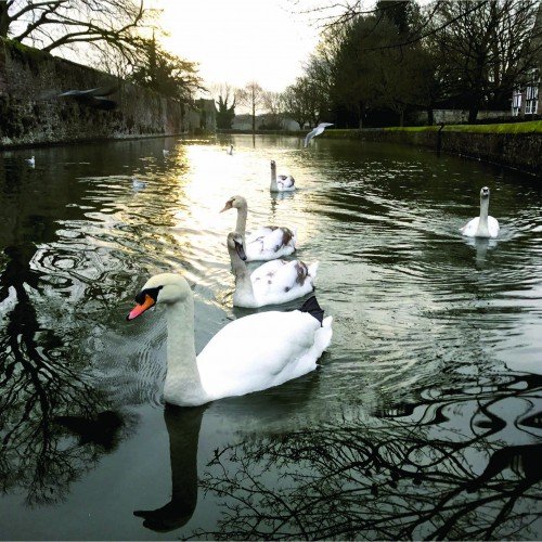 Six Winter Swans