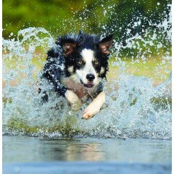 Collie Splash