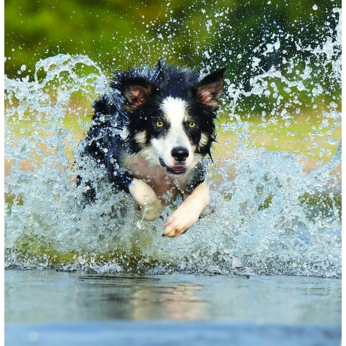 Collie Splash