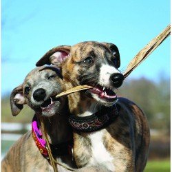 Whippets