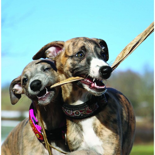 Whippets