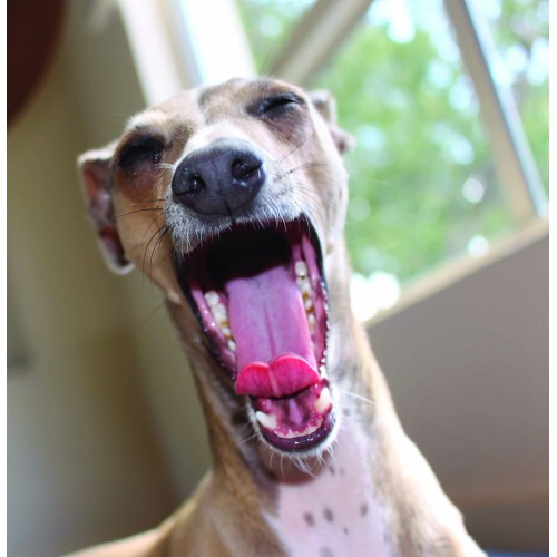 Greyhound