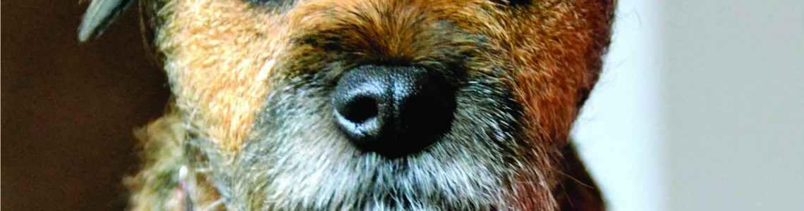 Animals and wildlife