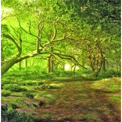 Forest Walk
