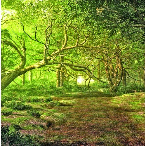 Forest Walk