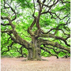 Oak Tree
