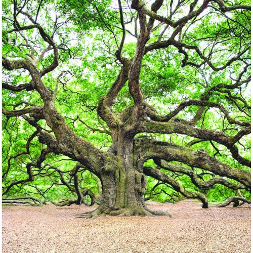 Oak Tree