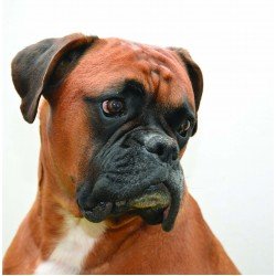 The Boxer