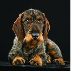Wire Haired Dachshund