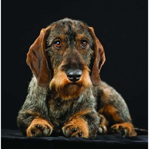 Wire Haired Dachshund