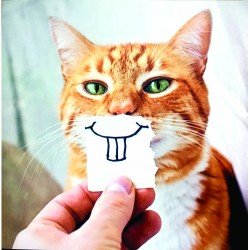 Cats Teeth