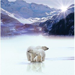 Polar